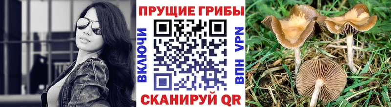 Псилоцибиновые грибы ЛСД  Купить где  Пушкино
